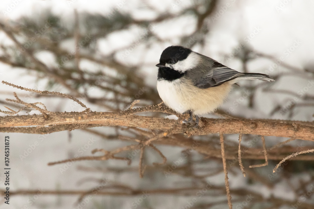 Original winter photograph of a little Chickadee bird perched on a brown tree branch with snow Original winter photograph of a little Chickadee bird perched on a brown tree branch with snow