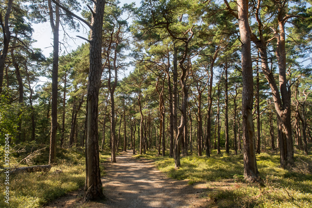 Fototapeta premium Hiking path in a pine forest at Natural Reserve Darßer Ort (part of Western Pomerania Lagoon Area National Park), Mecklenburg-Vorpommern, Germany
