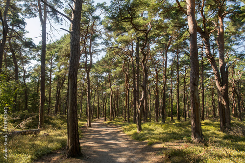 Hiking path in a pine forest at Natural Reserve Darßer Ort (part of Western Pomerania Lagoon Area National Park), Mecklenburg-Vorpommern, Germany