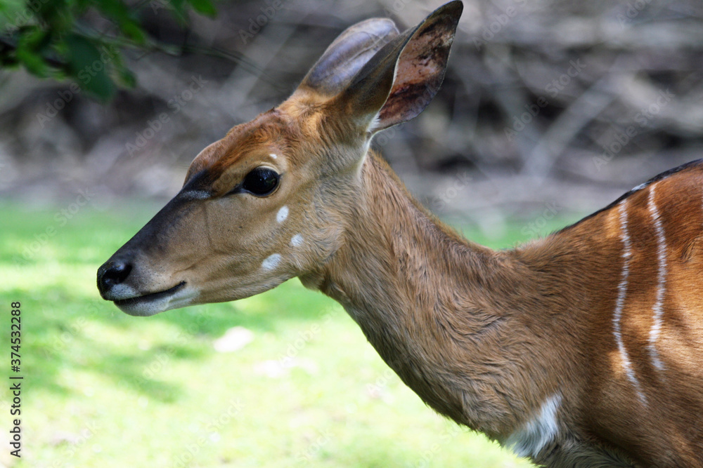 Fototapeta premium Antilope_Nyala