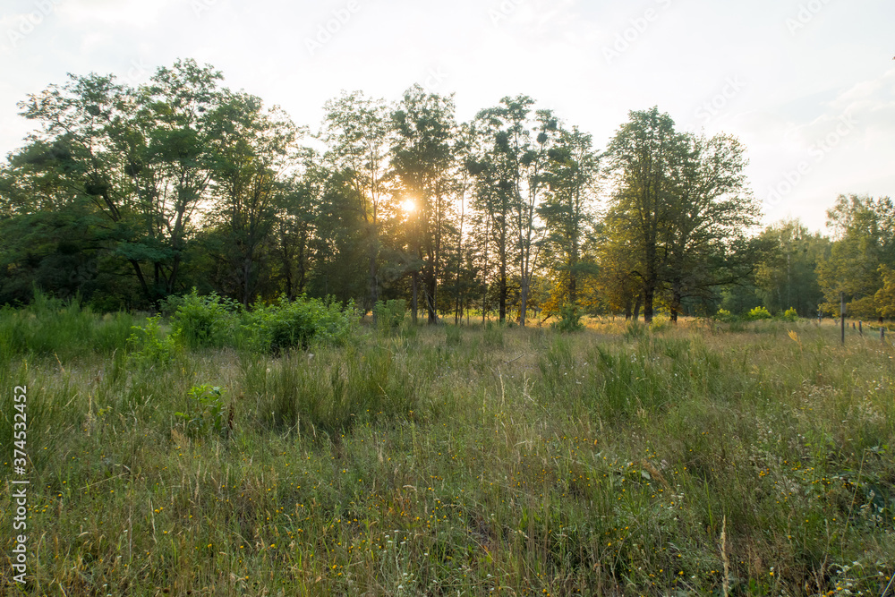 Evening in the Döberitzer Heide (Natural reserve and heathland), Dallgow-Döberitz, Brandenburg, Germany Evening in the Döberitzer Heide (Natural reserve and heathland), Dallgow-Döberitz, Brandenburg, Germany