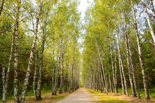 Birch alley on the way to Lake Svetloyar in the Nizhny Novgorod region  Russia