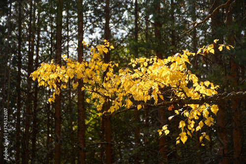 Yellowed leaves on a tree near Lake Svetloyar in the Nizhny Novgorod region, Russia