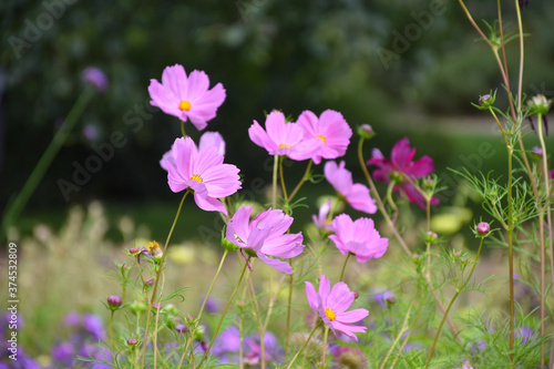 Closeup view of pink flowers Cosmos bipinnatus (Garden cosmos or Mexican aster) blowing in the wind, floral background
