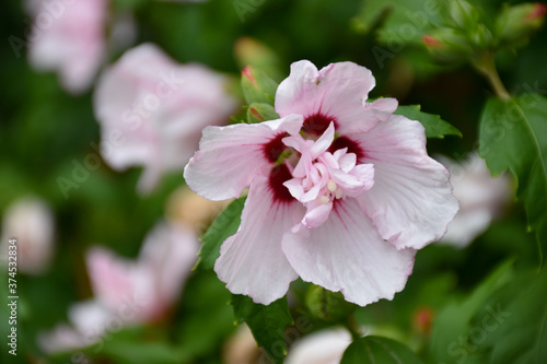 Closeup view of white pink red flower Hibiscus syriacus Leopoldii (family Malvaceae)