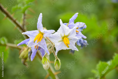 Closeup view of Solanum sisymbriifolium flowers (vila-vila, sticky nightshade, red buffalo-bur, the fire-and-ice plant or litchi tomato)