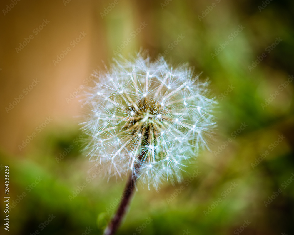 dandelion seed head