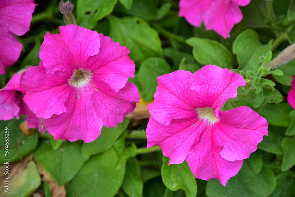 Fototapeta premium Closeup view of pink Petunia (family Solanaceae) flowers garden with green leaves