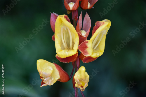 Closeup view of stunning yellow and reddish-brown flowers Thunbergia mysorensis (Mysore trumpetvine or Indian clock vine)  photo