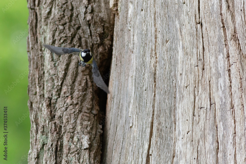 bird leaving nest after feeding chicks bird leaving nest after feeding chicks
