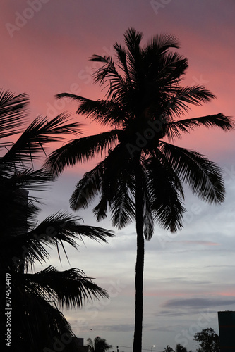 Nature coconut tree  