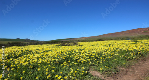 field of wild yellow daisies and blue sky in spring