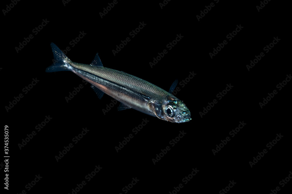 A curious sardine or anchovy at night in the Mediterranean sea A curious sardine or anchovy at night in the Mediterranean sea