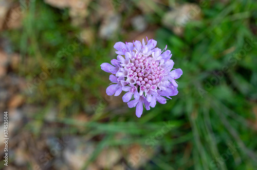 A closeup shot of  purple Pincushions flower