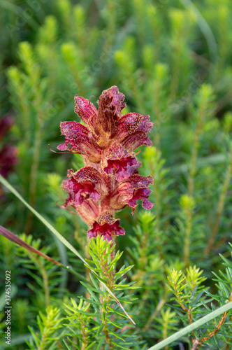 A close up shot of Lythraceae plant