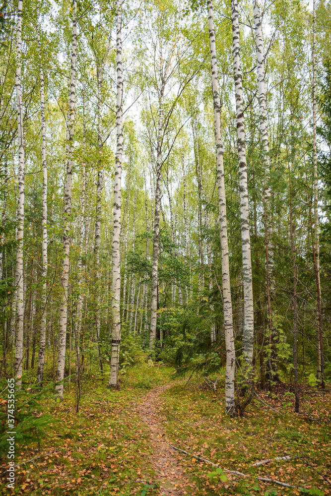 Obraz premium Birch forest near Svetloyar Lake in Nizhny Novgorod region, Russia