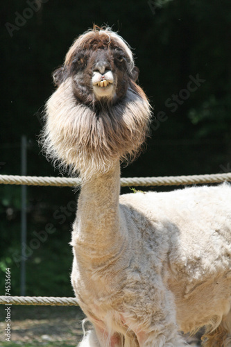 Wallpaper Mural Lama Torontodigital.ca