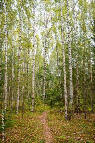Birch forest near Svetloyar Lake in Nizhny Novgorod region  Russia