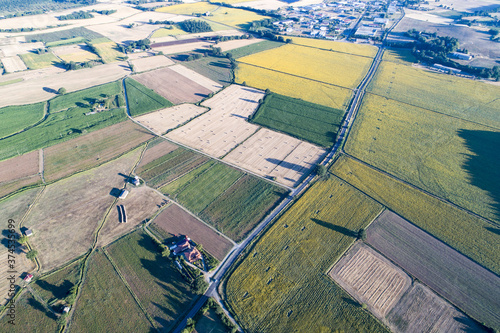  Aerial view of sunflower fields in Bolsena. In Viterbo photo