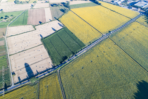  Aerial view of sunflower fields in Bolsena. In Viterbo photo