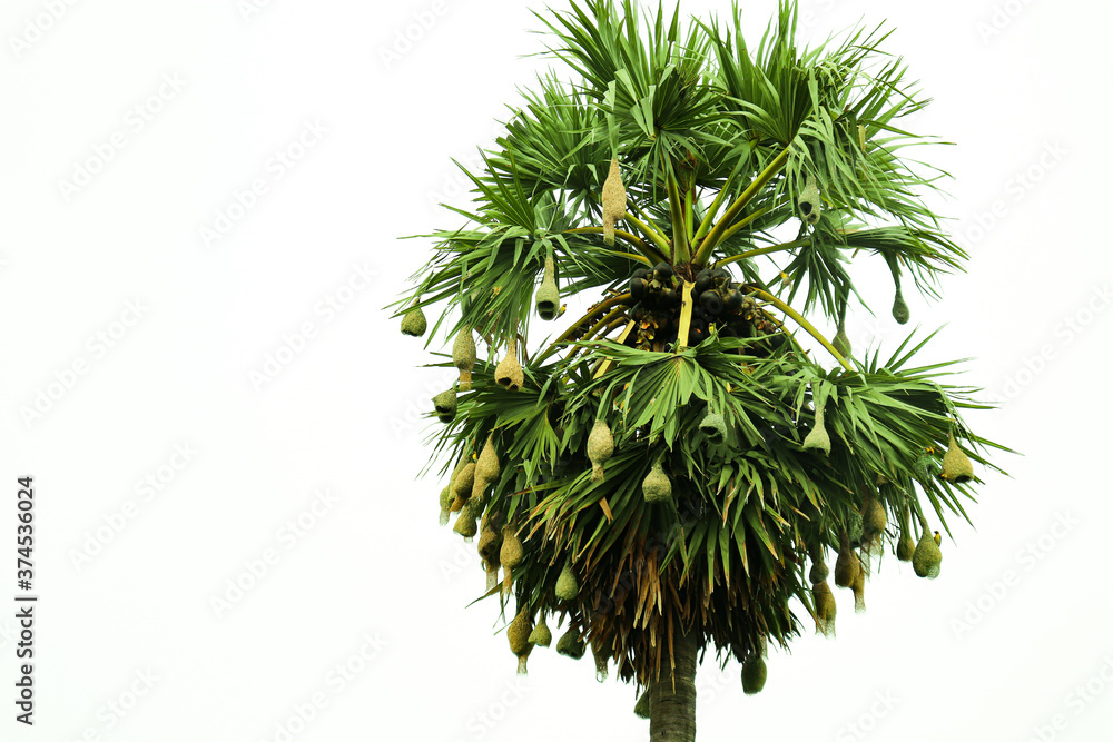 Nature palm tree Nature palm tree