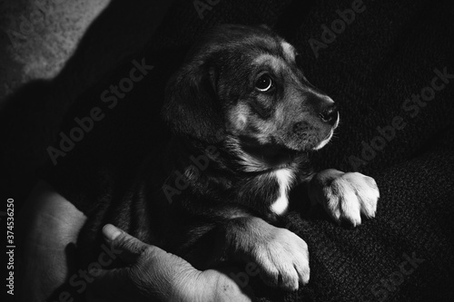 Woman is holding on hands little black puppy dog with fear in eyes