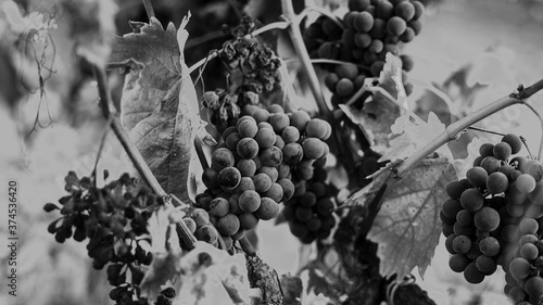 Racimos de uva negra para vino tinto en viñedos de francia photo