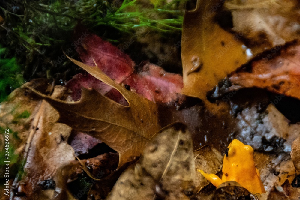 Frog in forest