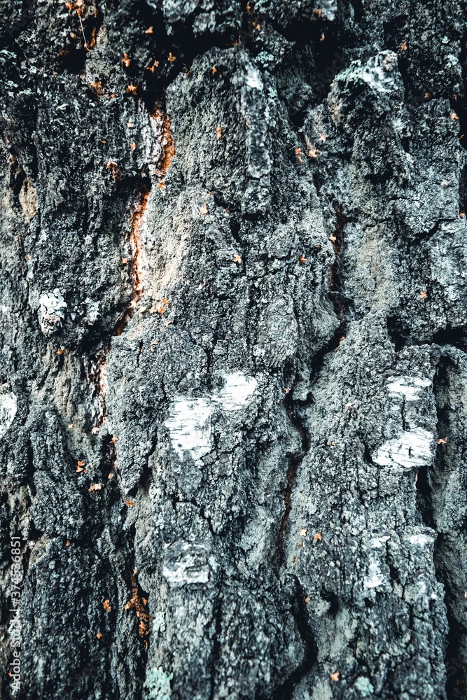 The bark of the tree is close-up with deep cracks. Background. The bark of the tree is close-up with deep cracks. Background.
