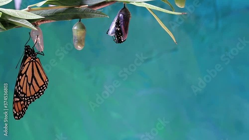 Monarch Butterfly, Danaus plexippuson, emerges from Chrysalis next to newly emerged butterfly teal blue background photo