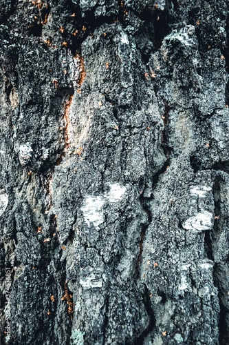 The bark of the tree is close-up with deep cracks. Background.