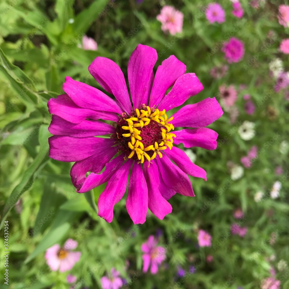 Fototapeta premium pink cosmos flower