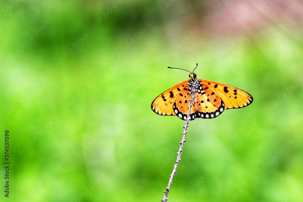 Obraz premium butterfly on a flower