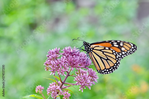 Closeup of Monarch butterfly  Danaus plexippus  feeding on Joe-Pye weed  Eutrochium purpureum.   Copy space.