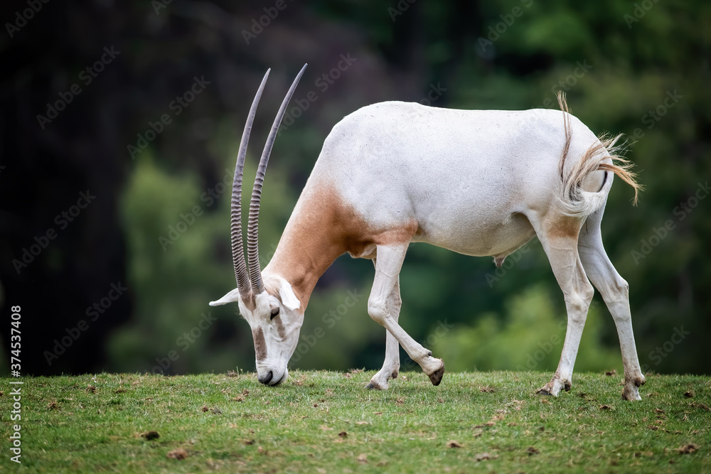 Male Scimitar-horned oryx, oryx dammah, grazing in a wildlife park Male Scimitar-horned oryx, oryx dammah, grazing in a wildlife park
