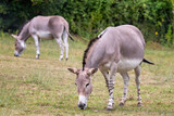 African wild donkey, Equus asinus somalicus, grazing in a wildliife park
