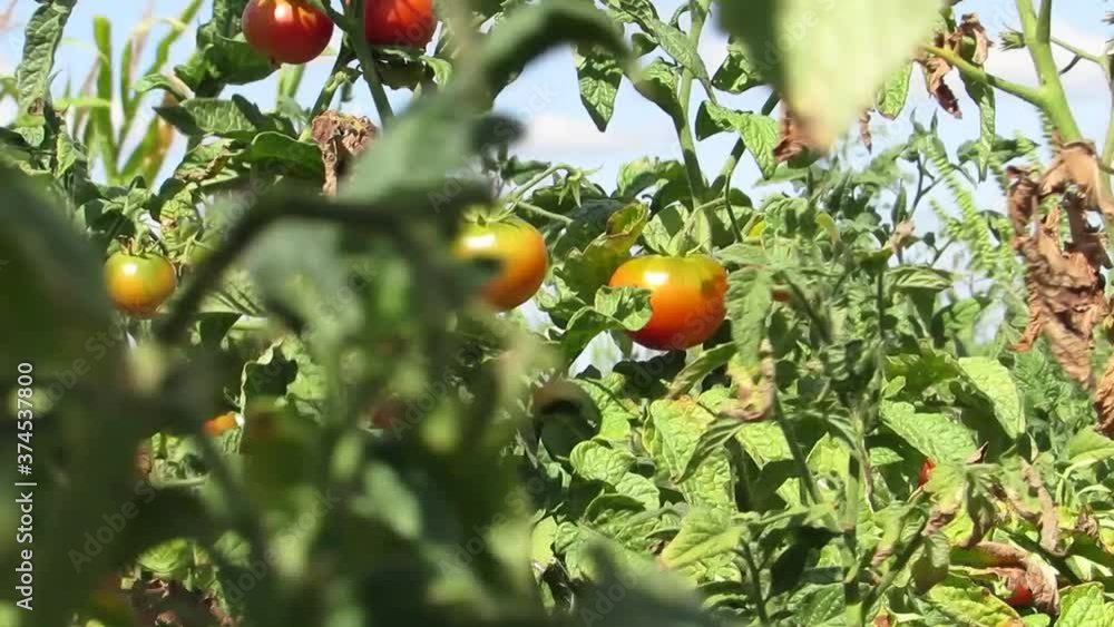 Tomatoes sway in the wind plantation