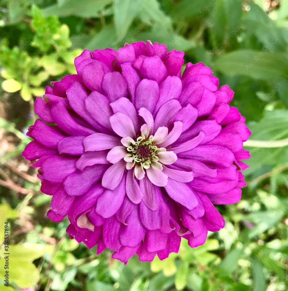 pink dahlia flower