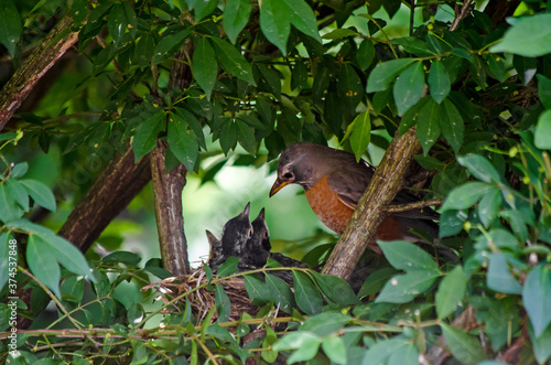 Closeup of a robin feeding their baby birds (in a nest)