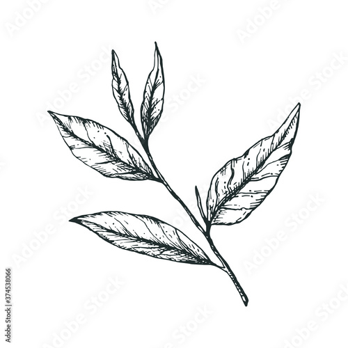 Vector illustration with a branch and 5 green tea leaves in a freehand drawing style. For logo, icon or packaging design