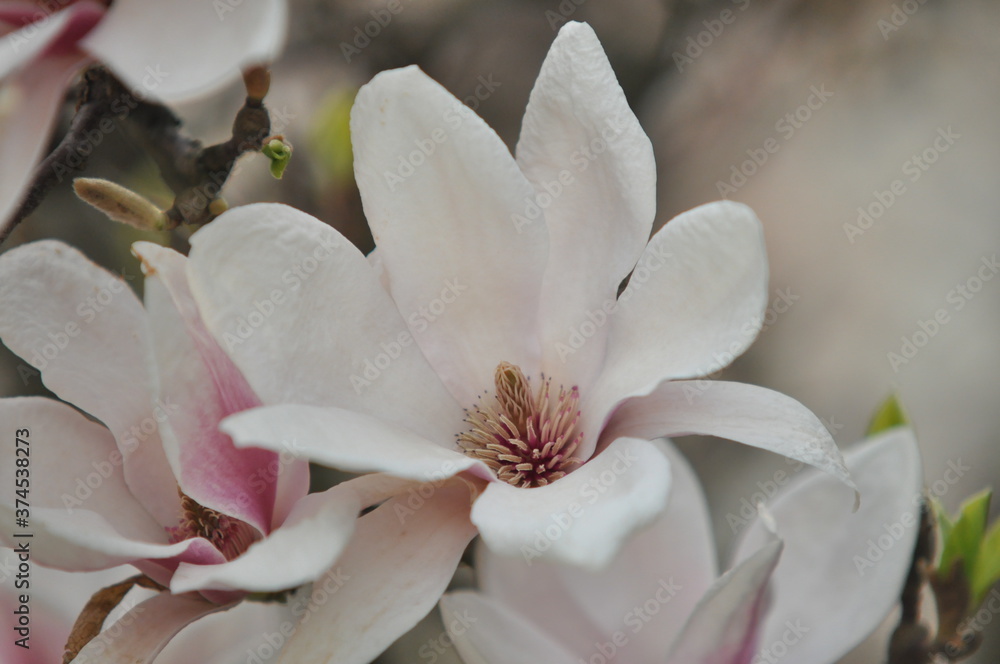 Obraz premium spring, magnolia tree, flower