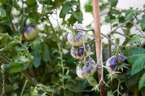 unripe green tomatoes