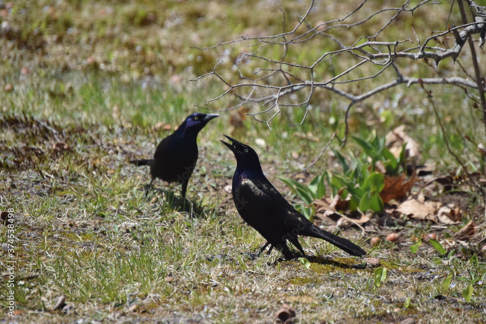 Obraz premium Krowa Ptak