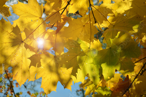 beautiful yellow autumn maple leaves closeup in sunlight glare in the park