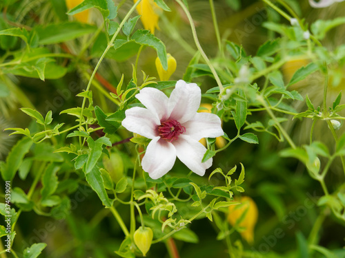 Clematis texensis | Clématite du texas 'Princess Kate', une variété horticole de petites clématites à fleurs étoilées en clochettes retombantes au coeur d'étamines pourpres photo