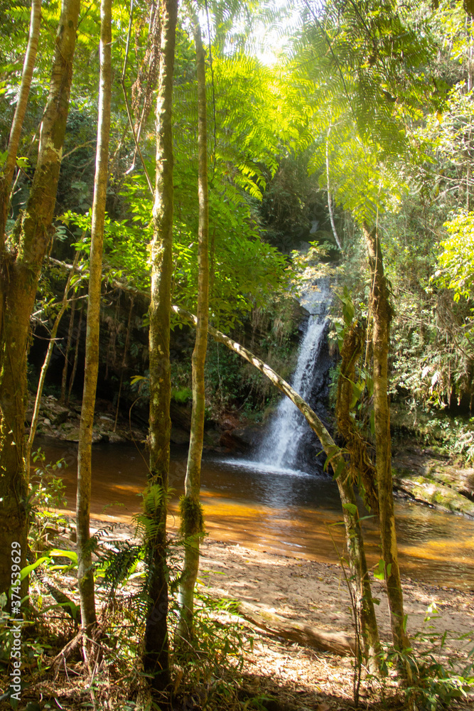 Obraz premium sun rays in the forest