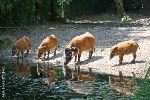 Pinselohrschwein
