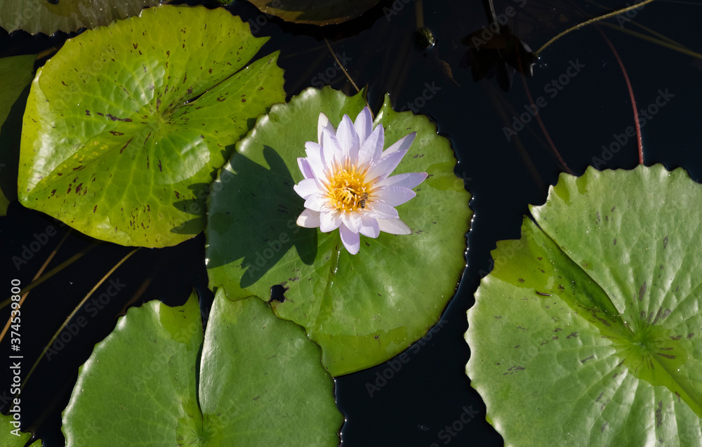 Lotus flower in the gardens of the Borromeo Palace Lotus flower in the gardens of the Borromeo Palace