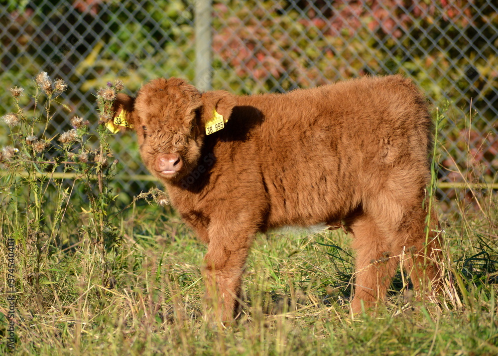 Fototapeta premium Schottische Hochlandrinder: Kalb