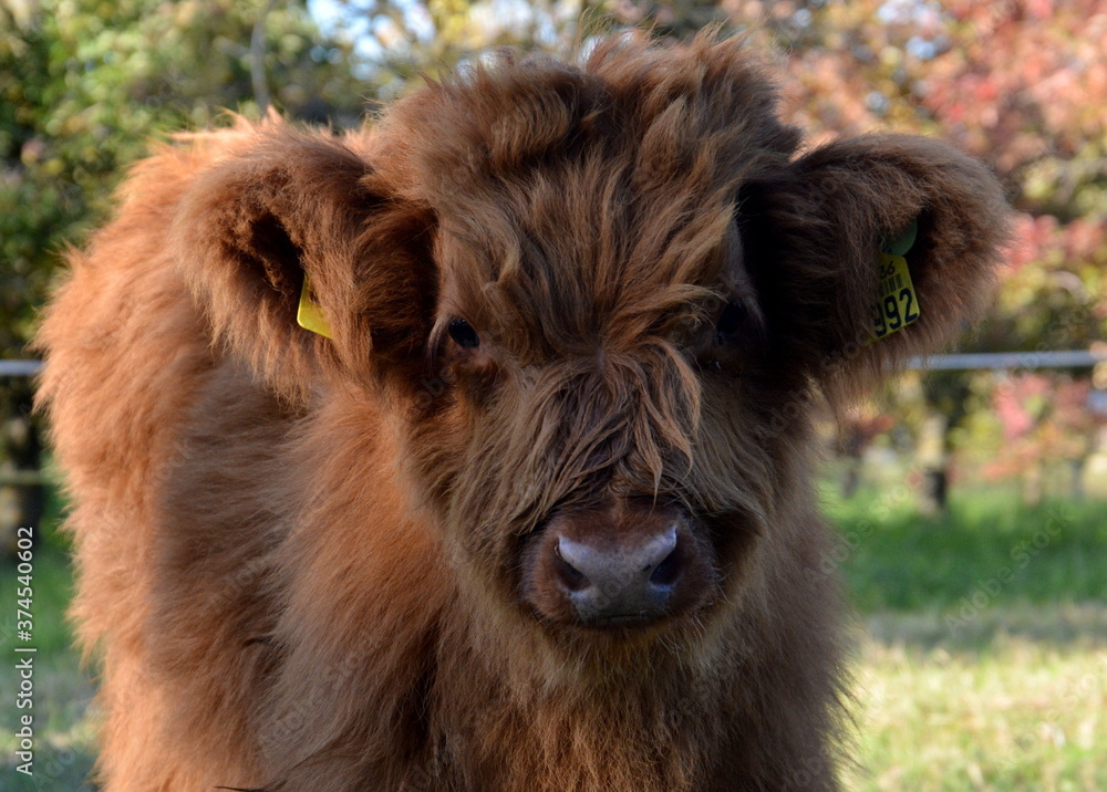 Schottische Hochlandrinder: Kalb